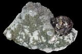 Sphalerite Flower, Marcasite and Quartz Association - Missouri #96370-1